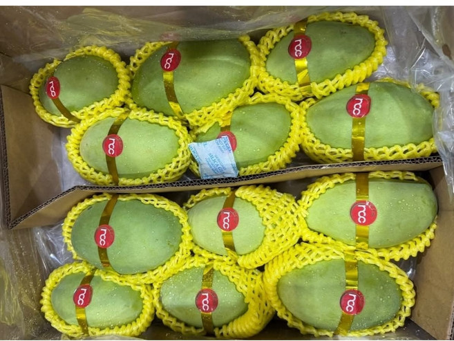 Thomy 베트남 그린망고 께오(xoai keo) 700~800g 1.1~1.3kg 1.5kg 2.5kg 5kg, 1박스, 700~800g 2과