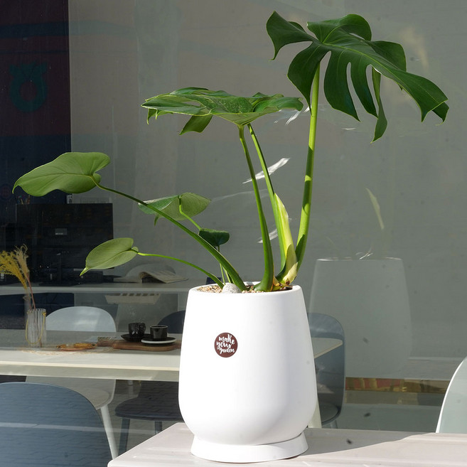 부담스럽지 않은 중형 선물화분, 1개, 몬스테라