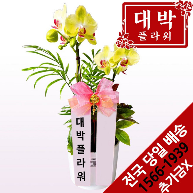 8위 - 대박플라워 포춘호접 서양란 승진선물 취임란 영전 이전선물 개업선물 부모님선물 꽃배달, 1개