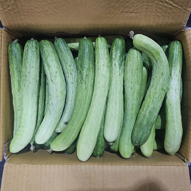 클릭마켓 못난이 백오이 백 다다기 오이 오이지 10kg, 1