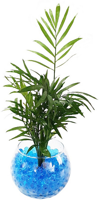 트리앤 젤리소일 1+1 푸딩병 개운죽 / 테이블야자 스킨답서스 아이비식물 워터비즈 답례품 공기정화식물 실내습도조절 유리병 칼라소일 칼라스톤 칼라자갈 색돌 수경식물, 05-3. 단지병 젤리 테이블야자(파랑) 1개