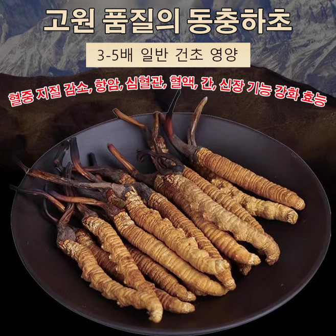 [100%고급 동충하초] 로얄 동충하초골드 동충하초 말린 동충하초 버섯항암 식품, 0.5g+0.5g