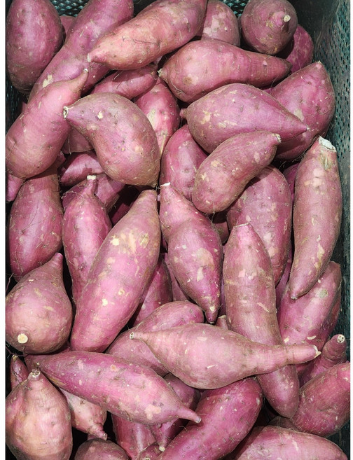 세척 호박 고구마 한입 중 특상 대, 1개, 한입 2kg