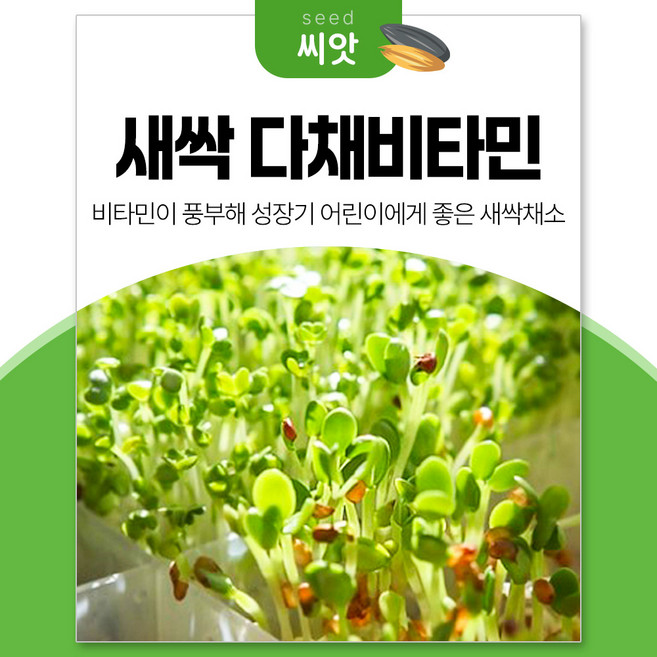 세경팜 비타민 다채싹 30g 새싹채소 씨앗, 3개