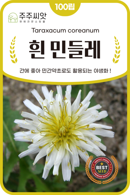 [주주씨앗] 흰민들레 씨앗 100립 / 간에 좋은 산나물 야생화 민들레 종자 / 연중파종 채소씨 씨앗몰, 1개