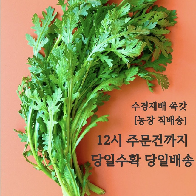 (쌈바쌈바) 산지 직배송 수경 재배 쑥갓 [국산:경남고성군], 1박스, 4kg