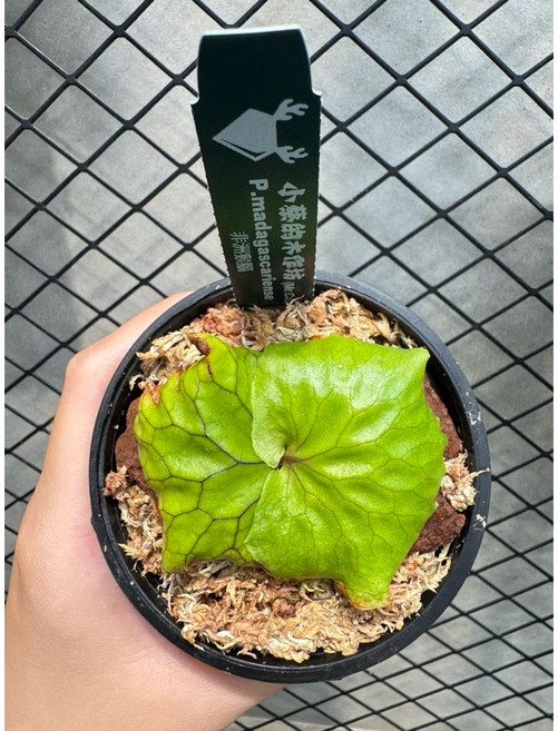 小蔡的木作坊 非洲猴腦鹿角蕨, 非洲猴腦