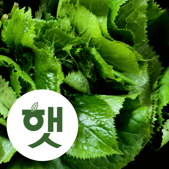 강원도 고랭지 햇 생 곰취나물 횡성 둔내 산속 재배 산지 직송, 1개