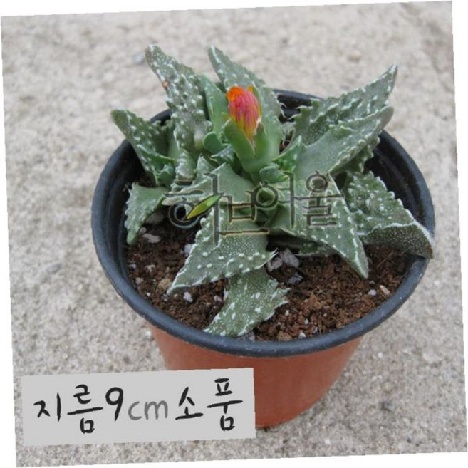 사해파 다육식물 9cm 화분 실내미니정원 책상장식용 인테리어소품 초보자키우기쉬운다, 상세페이지 참조, 1개