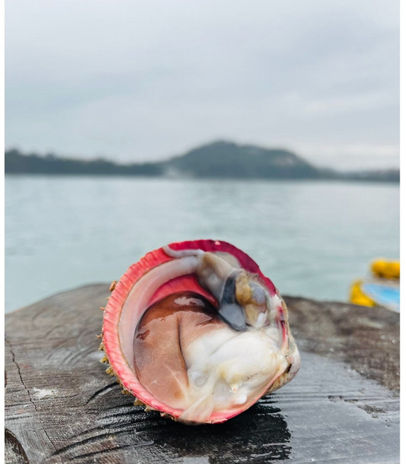 (하루30박스한정)자연산 여수직송 최상품 당일조업 손질검정새조개 봄제철조업4월한정 특등급, 1박스, 200g