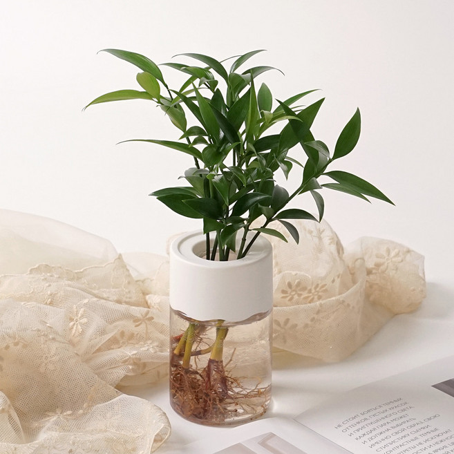 죽백나무 퓨어그린 수경재배 수경식물 키우기쉬운 실내공기정화