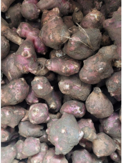 26년수확 국산 햇 돼지감자 토종 자색 생돼지감자 종자용 3kg, 1