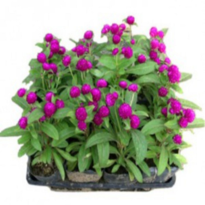 꽃모종 천일홍 10cm비닐포트, 퍼플, 1개