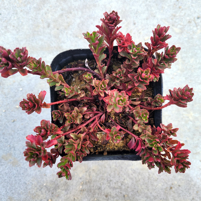 꽃물든 백두기린초 세덤01 월동식물 바위솔 이름표부착 분채배송 꽃과정원이야기, 1개