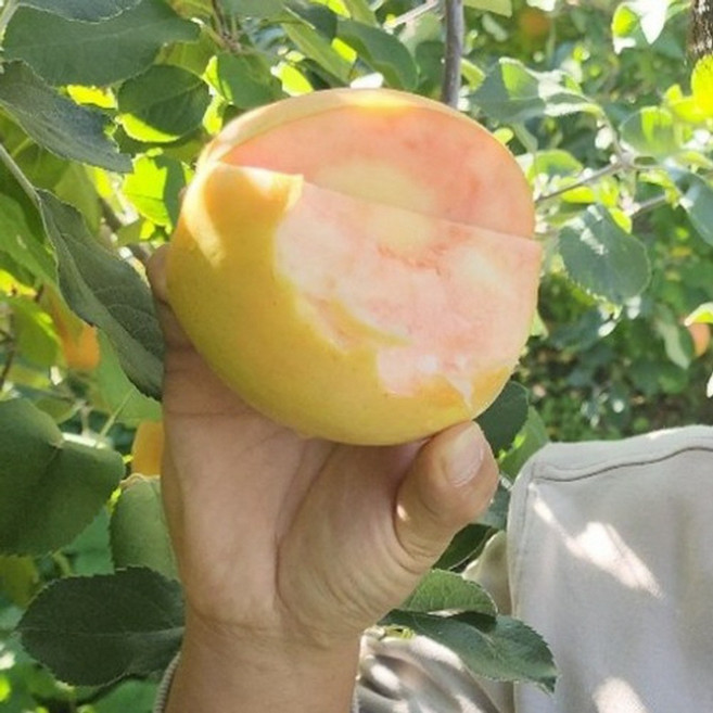 사과나무 묘목 속빨간사과나무 문루즈사과 나가노신구 3년생 m26이중접목 분묘, 문루즈 3년생 특묘 m26이중접목 분묘