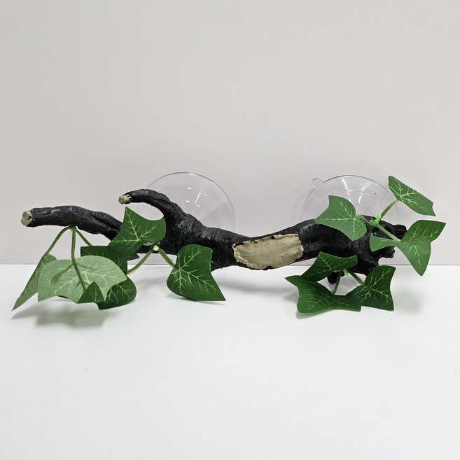 크레스티드 게코 도바뱀 유목 장식 백업, 아이비