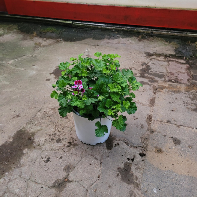 일반 랜디제라늄 꽃색상랜덤발송 25~35cm 99