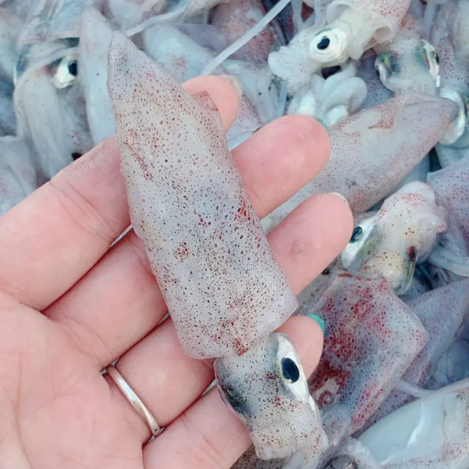 당일조업 생물 횟감 호래기 꼴뚜기, 1개, 특품 호래기 1kg