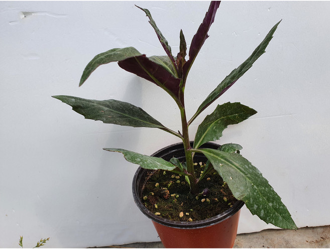 금시초 화분 모종 포트 5개, 1개