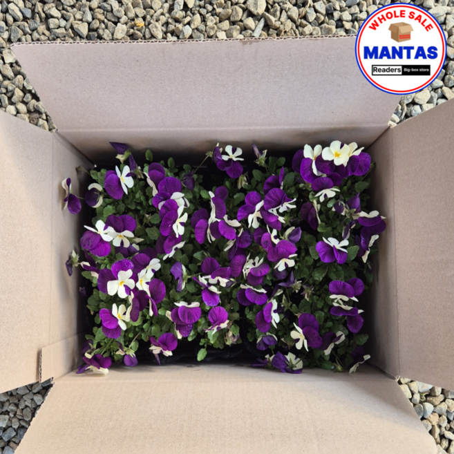 비올라 진한보라흰 혼합 15개세트 비올라꽃모종 오래피는꽃, 1세트