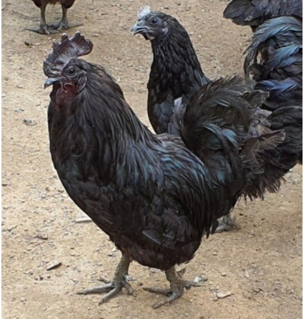 명품 토종닭 1.6kg내외 생닭 백숙용 장닭 종합한방재료티백제공, 1개, 1600g