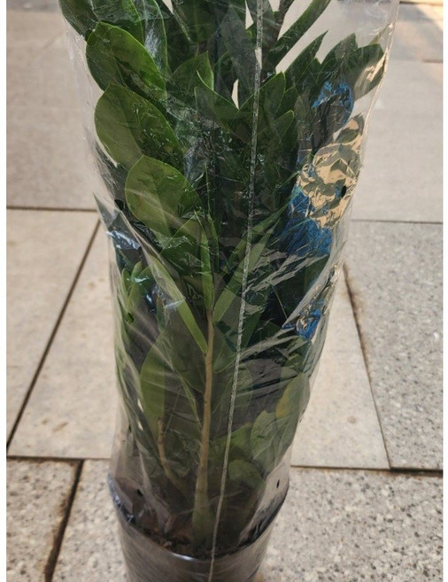 에이피플랜츠 금전수 돈나무 실내 공기정화식물 중품 40cm, 1개, 기본