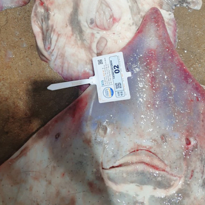 에스엠 마켓 애스엠마켓 흑산 홍어 250G (약한맛) 홍어코, HB 흑산 홍어 250g (강한맛), 1개