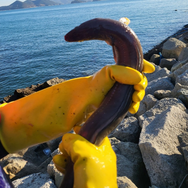 통영 바다장어 손질 붕장어 자연산 남해안직송, 1개