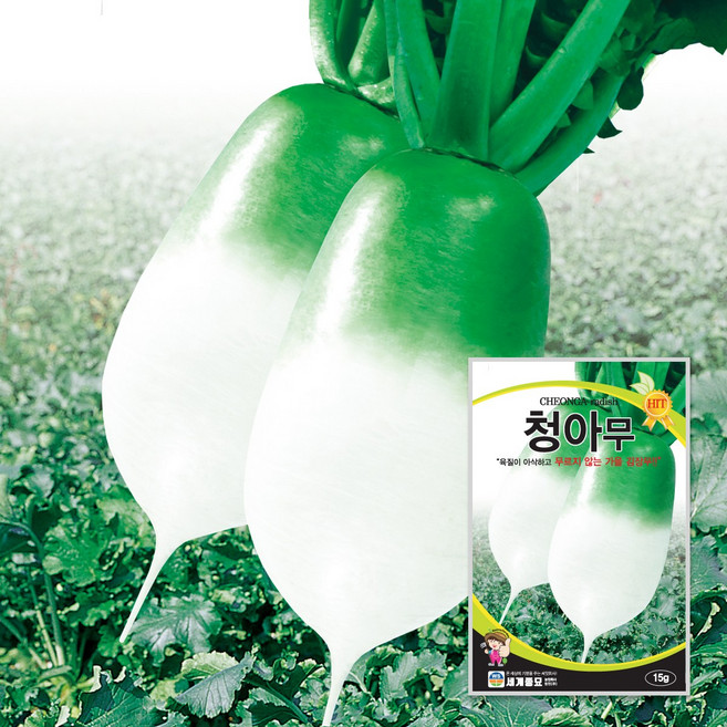 청아무 15g / 무우씨 무씨앗 김장무, 4개