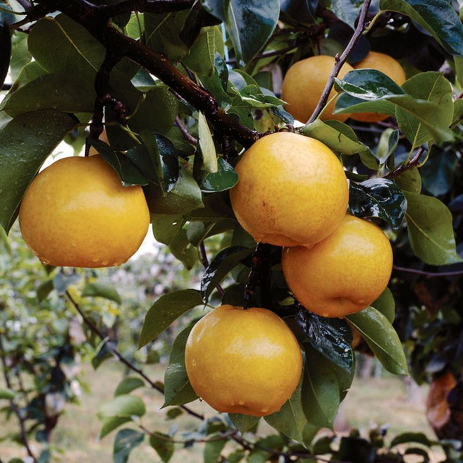 아리팜 가정용 나주배, 1개, 5kg