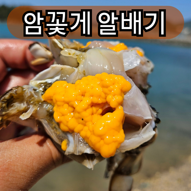 연평도 암꽃게 알배기 특품 자연산 서해안 꽃게 급냉 선동, 1개, 1kg