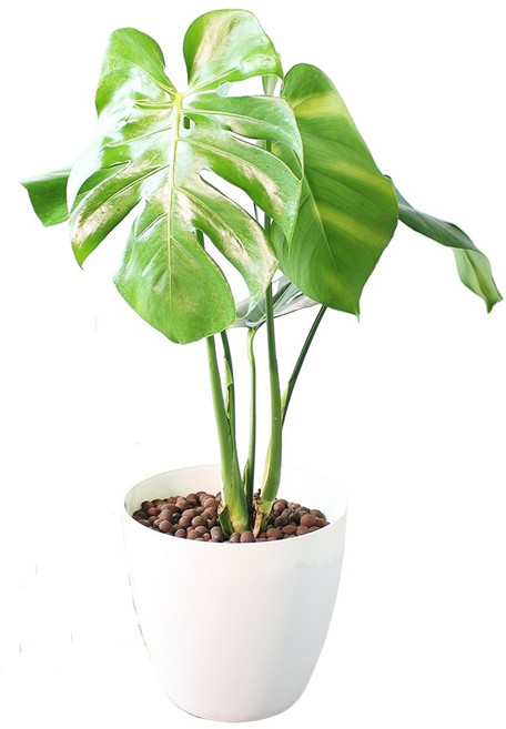 龜背芋盆栽, 白色, 1個