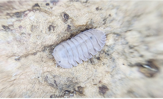 [70종] 등각류 분해생물 쥐며느리 톡토기 비바리움 교육용, 1세트, 세이드피죤 5마리