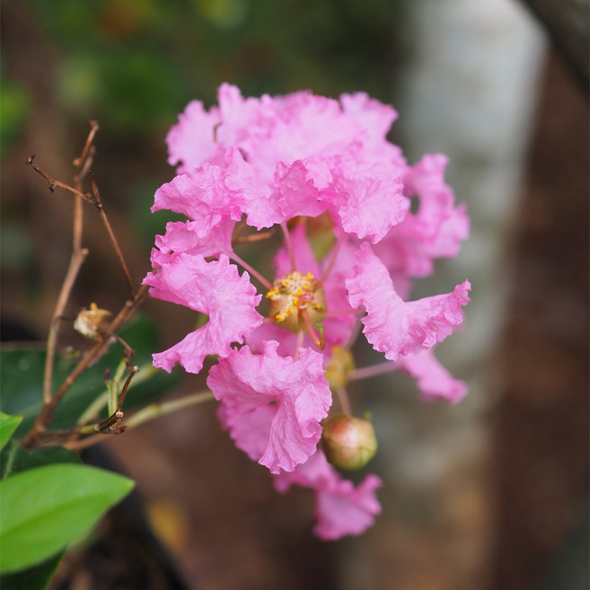 [충북농원] 미니백일홍 목백일홍 (배롱나무) 묘목 - 포트묘, 5치/포트, 1개