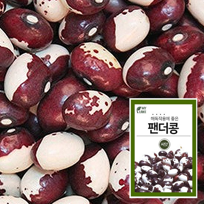마이플랜트 팬더콩 씨앗 채소 야채 텃밭, 1개