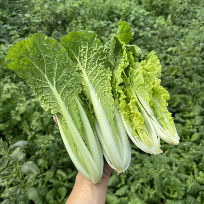 [철원 꿀야채] 얼갈이배추 산지직송, 1개, 2kg