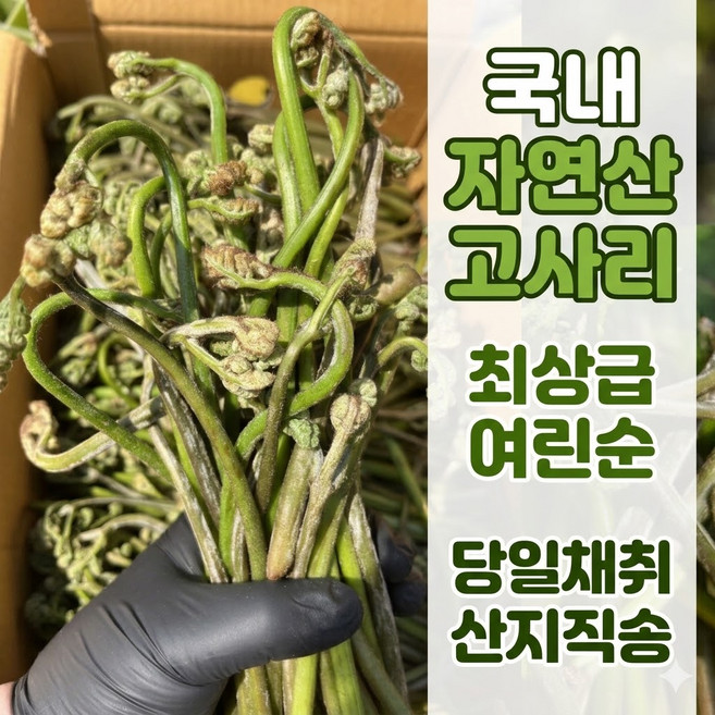[당일수확] 순수농장 국내산100% 자연산 생고사리 어린 고사리, 1개, 4kg