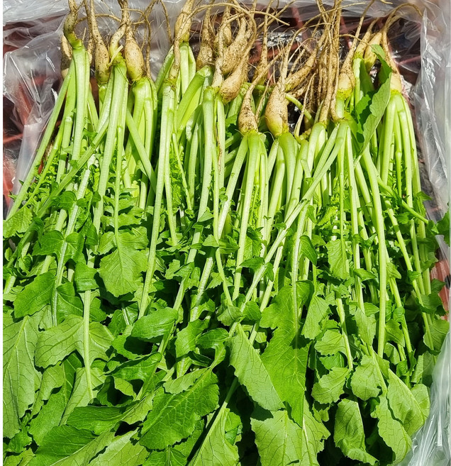 친환경 열무 신선한 아삭한 국내산 어린열무, 1개, 1kg