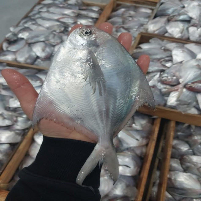 신선한 남해안 횟감용 비손질 병어 1kg 8미 내외, 1개