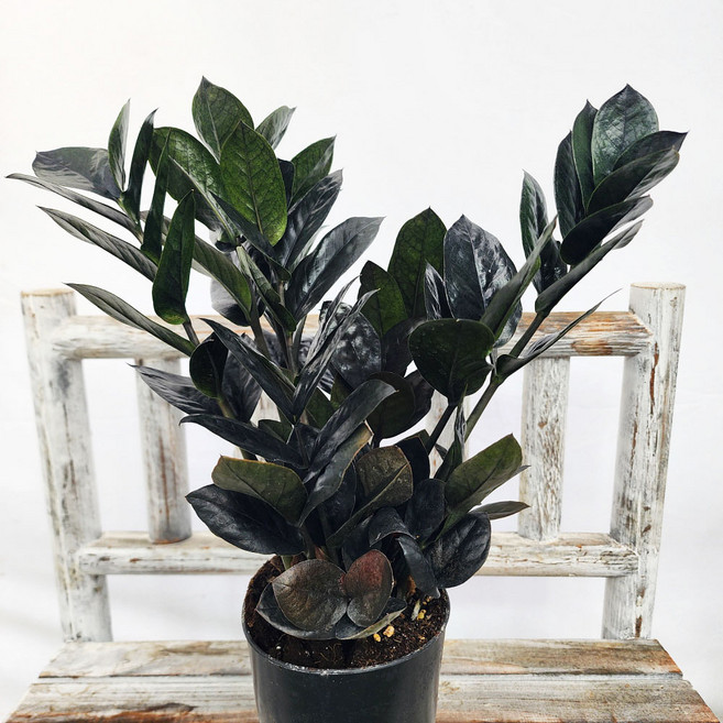 에덴플랜트 블랙금전수 희귀식물 우수품종 개업선물 행운나무 돈나무 승진, 1개