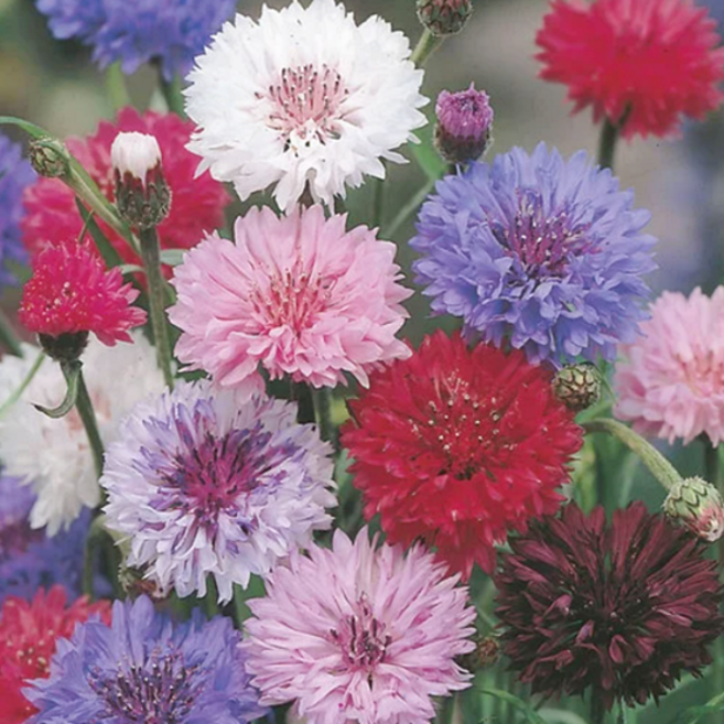 수레국화 색상랜덤 Mix [4포트] (복남이네야생화 Centaurea cyanus 색상랜덤), 4개