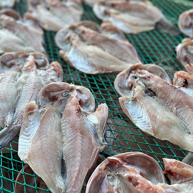 국내가공 손질 능성어 해풍건조 제수용생선 20~23cm 찜 구이 반건조생선, 1개, 900g 내외(5미)