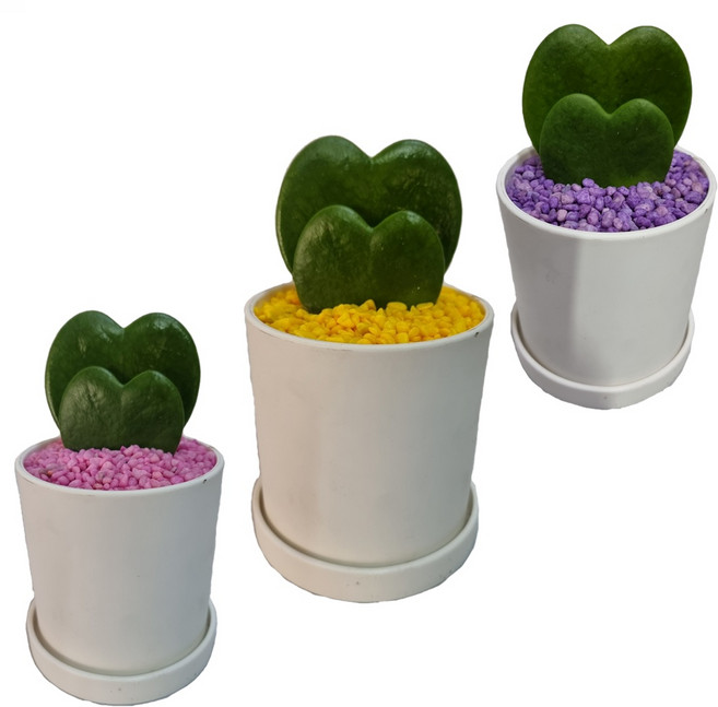 트리앤 2단하트호야 빈티지화분 가벼운화분 특이식물 공기정화식물 실내화초, 1개, 08. W-2단하트호야(민트) 1개