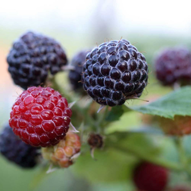 [완주베리] 햇 토종복분자 급냉 산지직송 벌크포장 아이스박스 5kg 1개