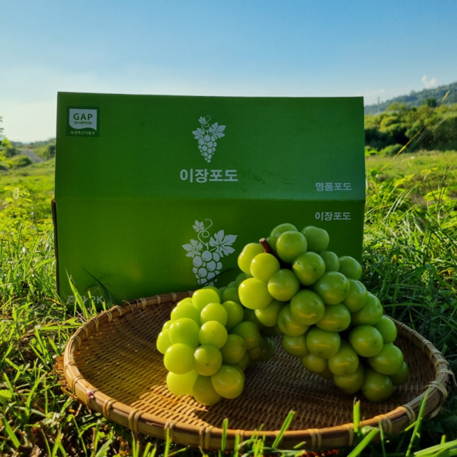 프리미엄 고당도 국산 샤인머스켓 포도, 1개, 샤인 4kg 4-5수