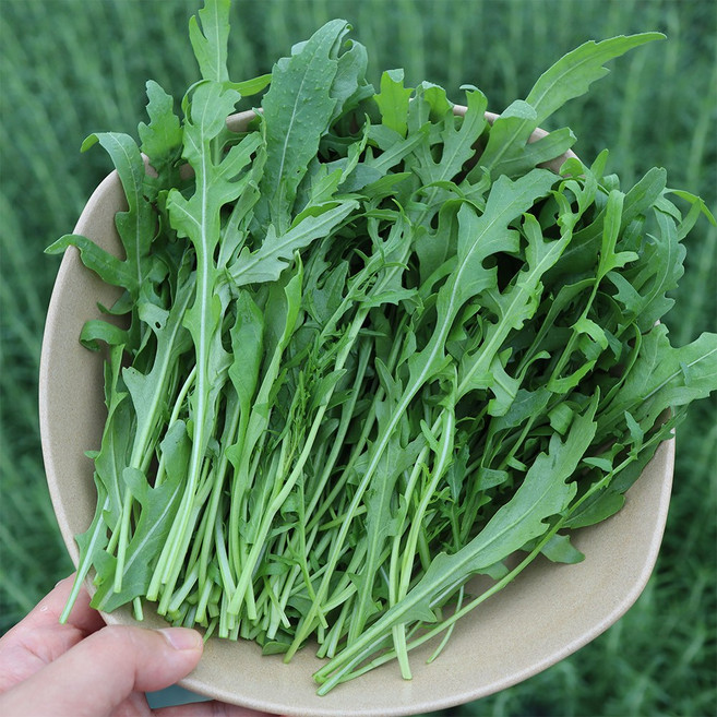 와일드루꼴라 산지에서 싱싱함이 달라요, 1kg, 1개, 11.와일드루꼴라 벌크포장