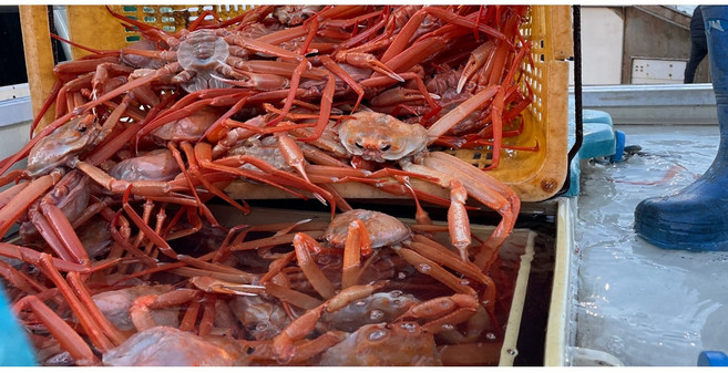 [당일조업 산지직송] 울진 후포리 프리미엄 자숙홍게 홍게다리 1.5kg 3kg, 1개, 육수용 자숙 홍게 3kg
