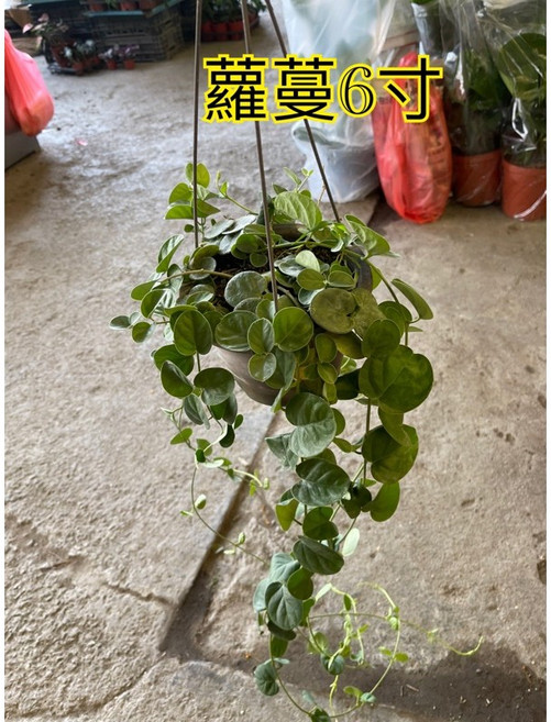 霏霏園藝 蘿蔓盆栽, 1個
