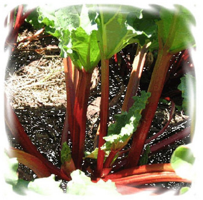 (꽃씨)허브-루바브(식용대황) 10립 꽃 야생화 희귀종자(HM)