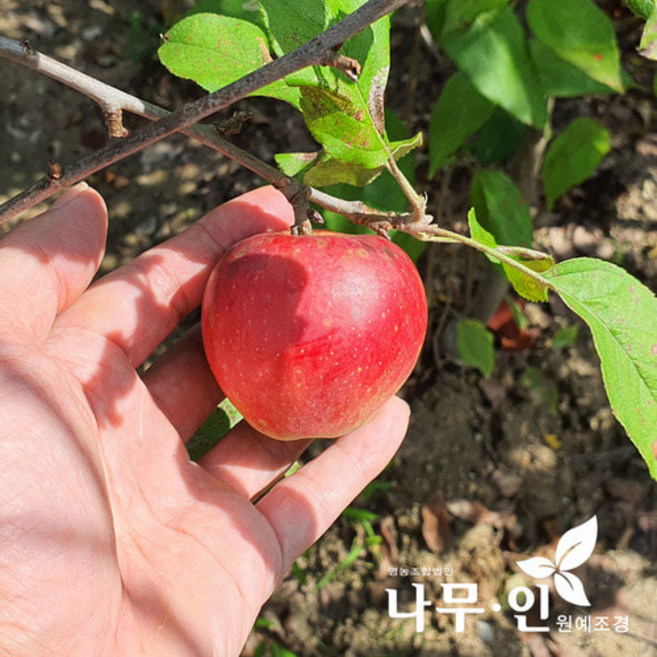 [나무인] 루비에스 미니사과묘목